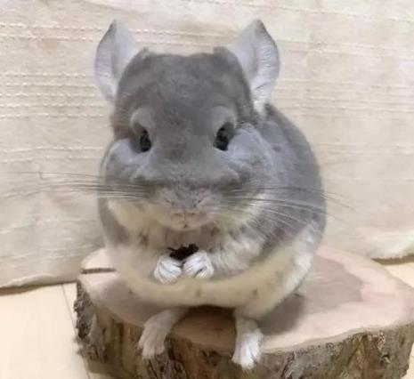 养龙猫的十大后悔理由