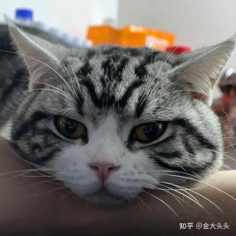 叨乐是什么品种猫