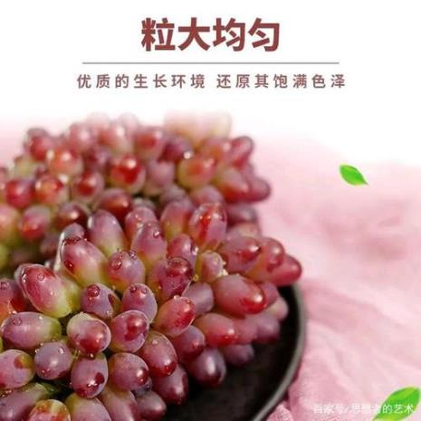 茉莉葡萄的优缺点