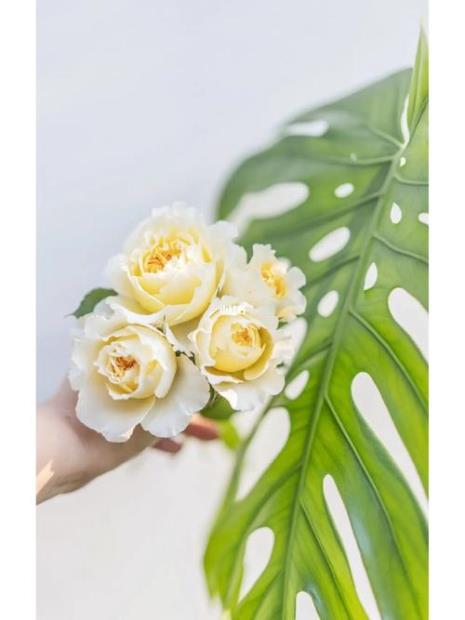 碧翠丝月季优缺点