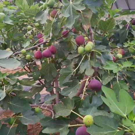 斯特拉无花果盆栽养护