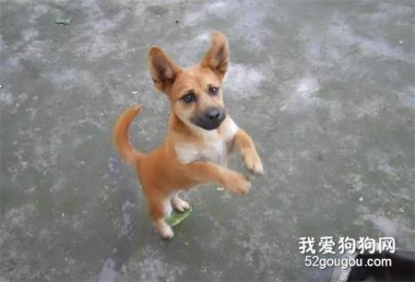 中小型田园犬能活多久