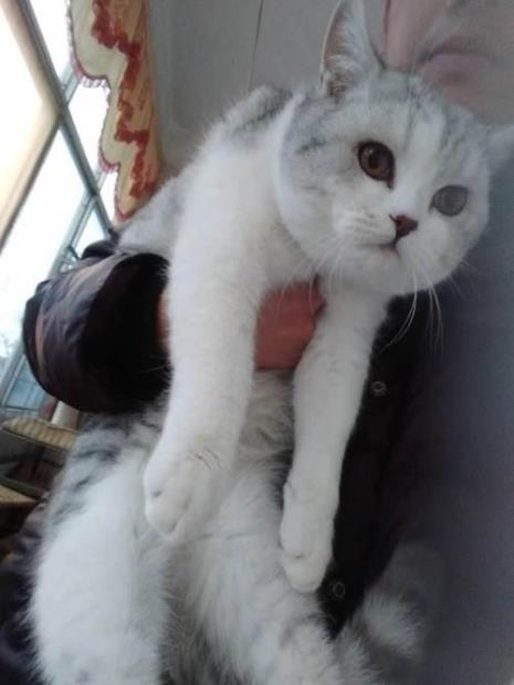 银渐层母猫性格怎么样