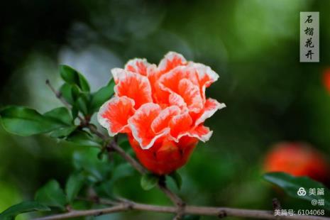 榴花开欲燃意思