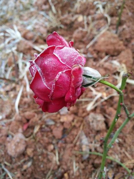 白雾花是什么花