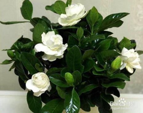 栀子花在室内怎么养护如何浇水