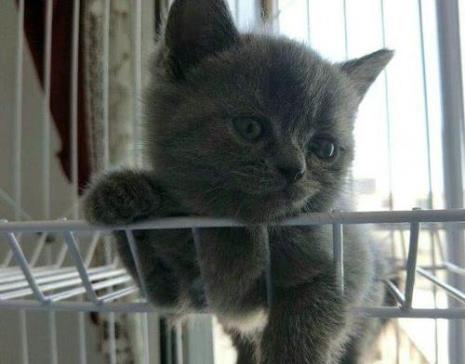 蓝猫公母区别