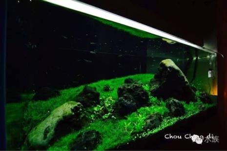 草缸前景草怎么选