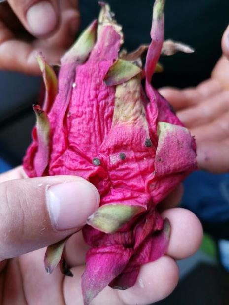 火龙果蚧壳虫怎么防治
