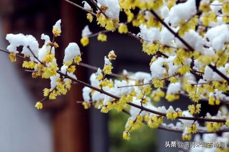 不发 飞 雪 入室 花 诗词