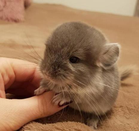 一公一母龙猫能一起养嘛