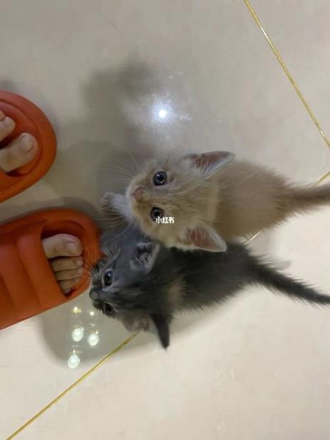 为什么猫有时候会臭有时候不臭