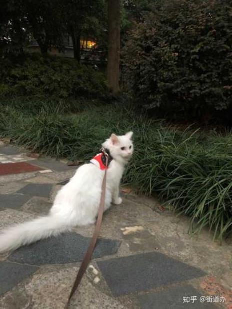 狮子猫和土猫区别