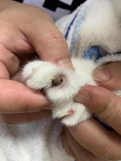 猫咪的指甲和人的区别