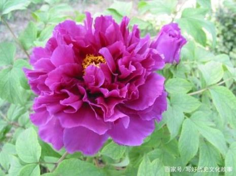 牡丹花为什么是单花瓣