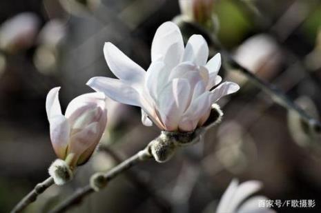 《玉兰花的记忆》读后感