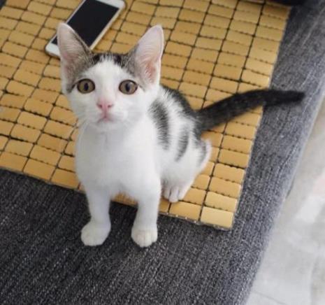 一年四个月的猫有多大
