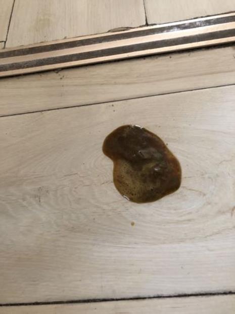 狗狗吃肉吃多了拉稀怎么办