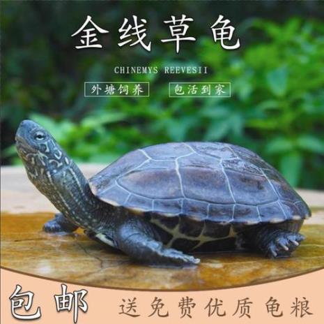 小龟苗很怕人怎么办