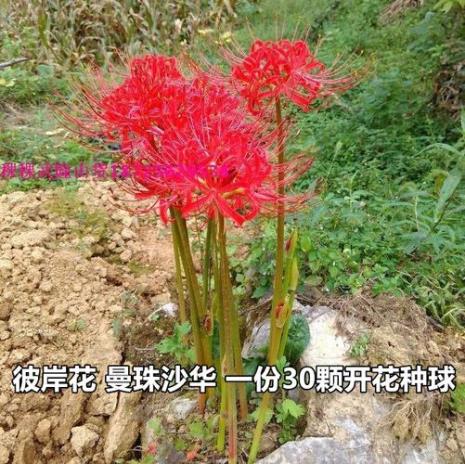 石蒜一年能长多大