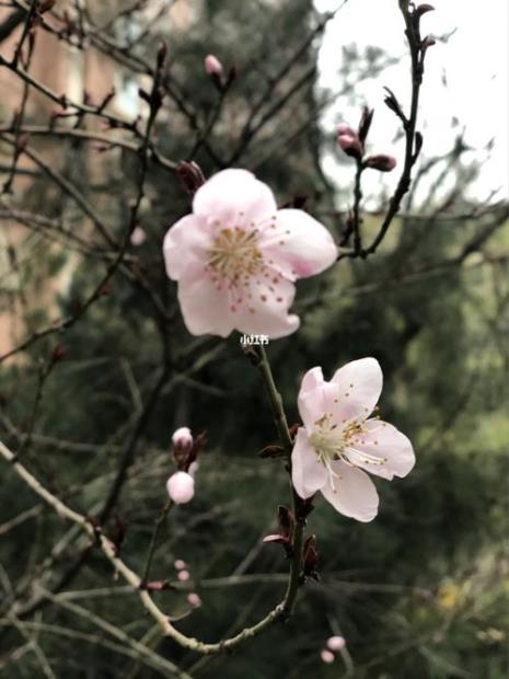 听风看雨闻花香上一句是什么