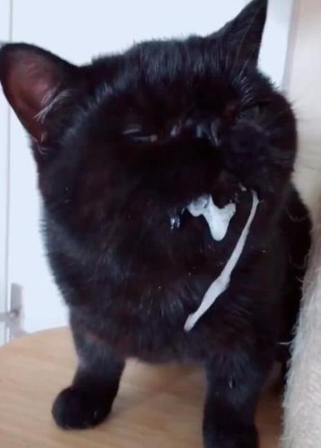 猫吐白沫怎么办还抽搐