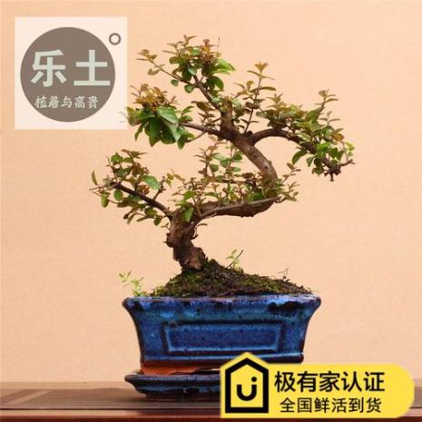 红芽雀梅盆景怎么养