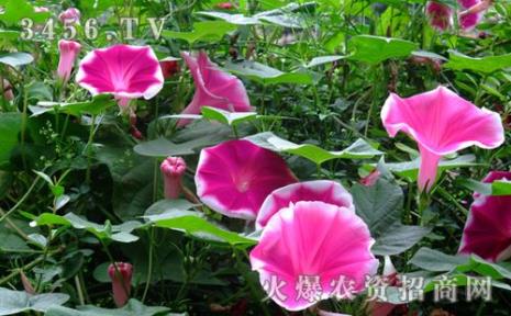秋播的矮牵牛什么时候开花