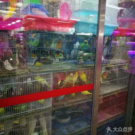 10 济南哪里有好的花鸟市场