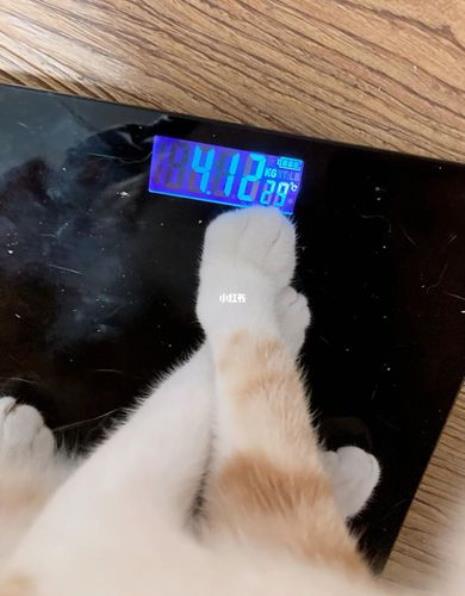 5个月的猫合理体重范围是多少