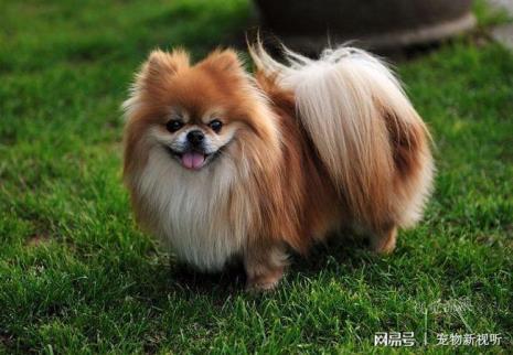 松鼠犬的体征和特点是什么