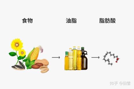 不饱和脂肪酸的命名方法