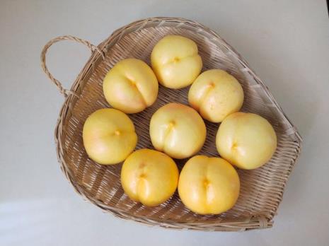 华玉桃品种介绍