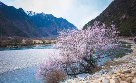 野生桃花怎么做好吃