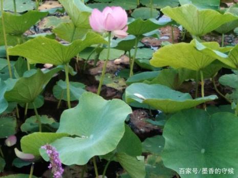 荷花塘里荷花开下一句是什么