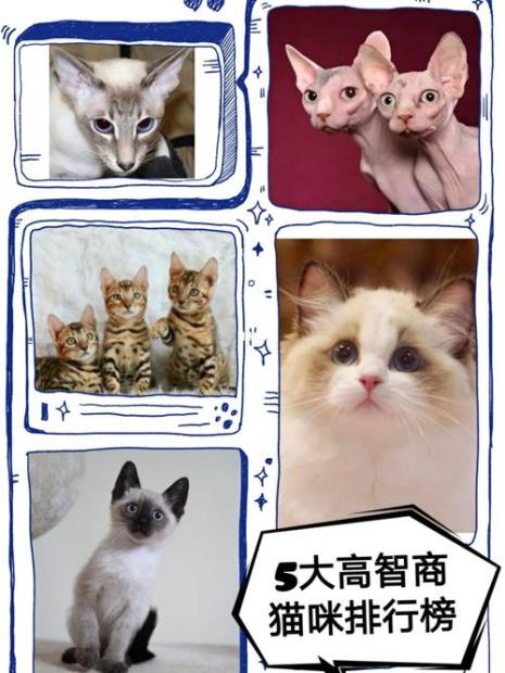 八岁猫咪的智商相当于几岁