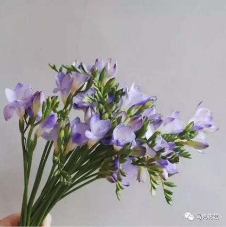 小苍兰花语象征与寓意