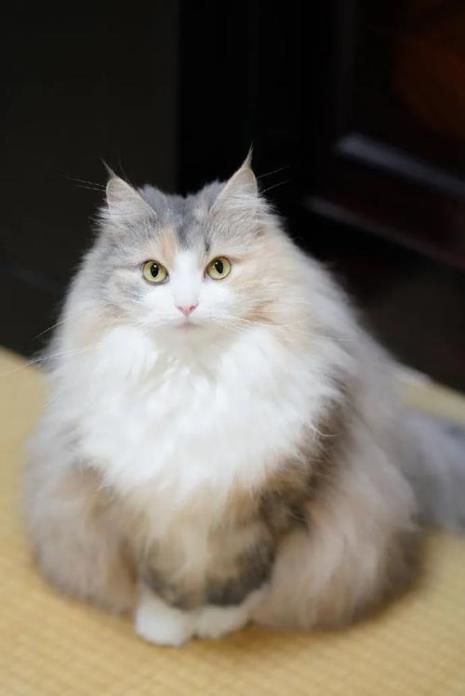 挪威森林猫颜色品种