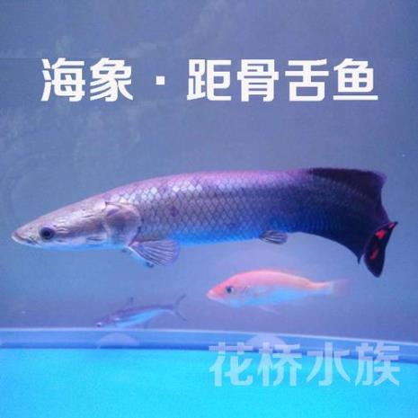 舌头鱼如何分公母