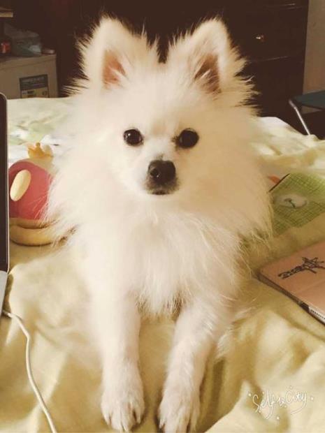 博美是怎样的一只狗