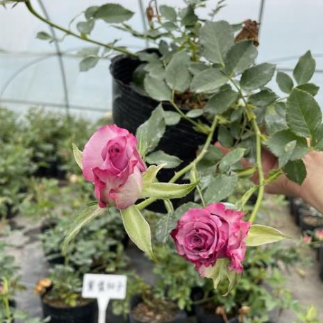 紫霞仙子月季花多大