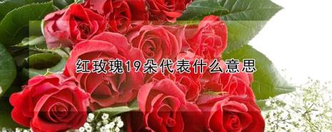玫瑰的含义