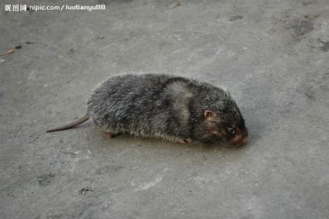 老鼠是几维生物
