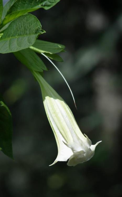 天羽曼陀罗花介绍