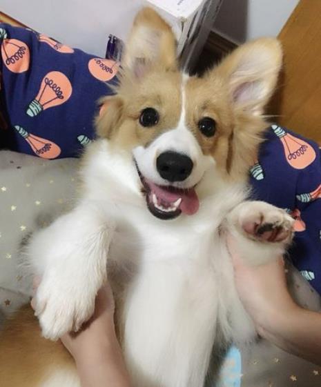 长毛柯基生长周期