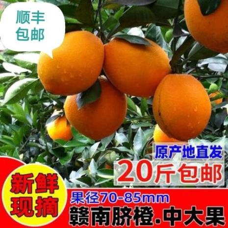 江西哪些县盛产脐橙