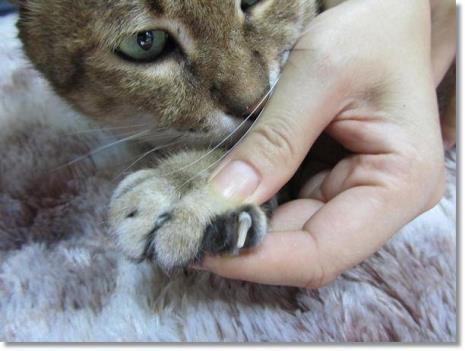 猫的指甲可以长多长