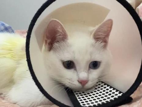 猫咪抵抗力低怎么办