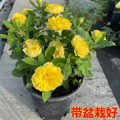 蔷薇花也叫月季吗