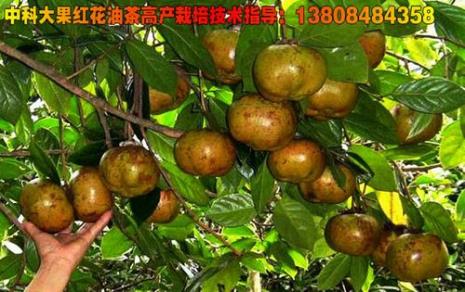 红花油茶的做法和配方